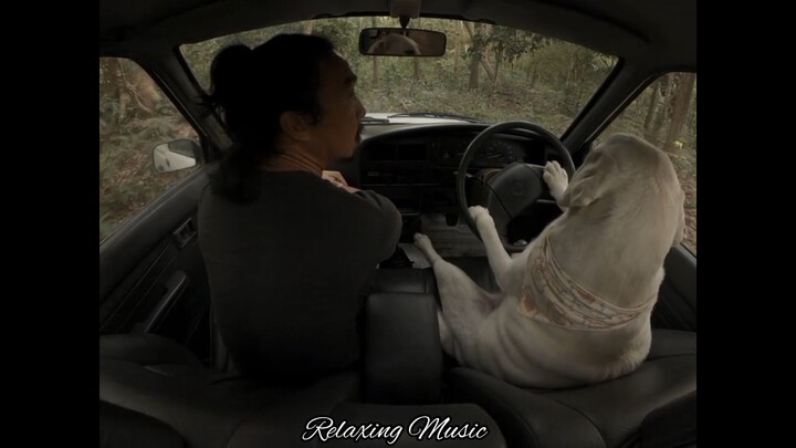 Dog Driving a Car💙