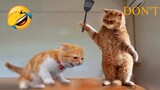 Funniest Animals 2023  Funniest Cats and Dogs  Part 01 - Life Pawty