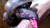 How scary is "Lucky Snail"? There are as many as 6,000 parasites in the body, which can cause death!