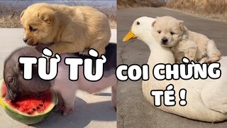 Cuộc sống yên bình cùng một chiếc chó thích đè đầu cởi cổ bạn mình 🤣 | Pets TV