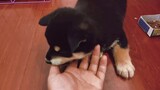 [Động vật]Chó con Cocoa của tôi đã lớn!
