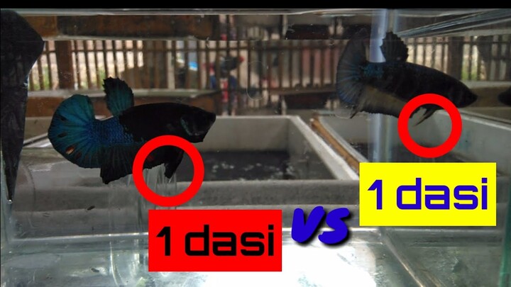 Ngawinin Ikan Cupang Berdasi 1