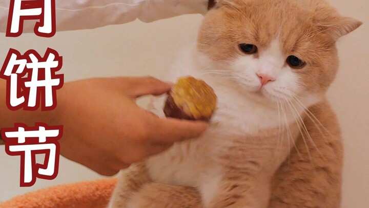 Pet Mooncake Tutorial! Today I am a foodie! But the orange cat doesn’t seem to appreciate Yazi?