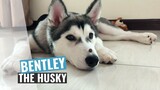 The Cutest Husky Puppy