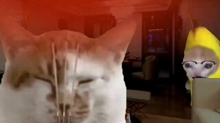 Animasi Stop Motion Banana Cat Racing 6.5