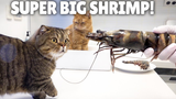 [Kittisaurus] The Cats Are Crazy For Black Tiger Prawns