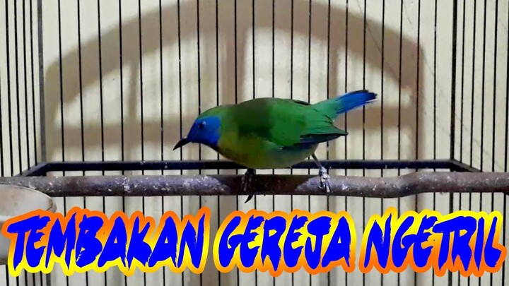Kinoi Gacor Tembakan Emosi Ngonci Greja Ngetril...!!!