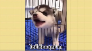 เพื่อนตัวน้อย สัตว์เลี้ยงแสนซน : ไซบีเรียนบีเรียนสุดป่วน