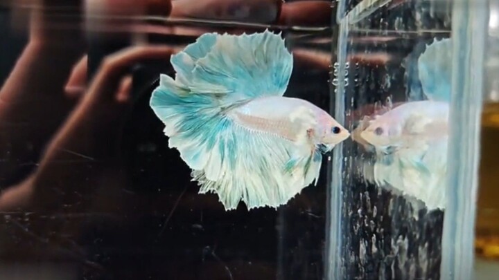 สงครามสีสัน เปิดศึกประชันความสวยของสีสันปลากัด