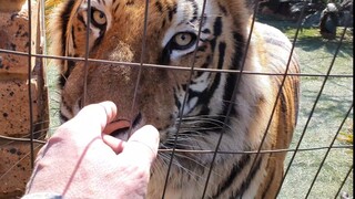 Still so much to know about Tigers