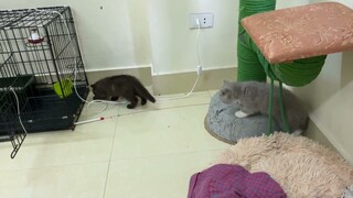 2 bé mèo Anh lông ngắn mới về sẽ có hành động thế nào ? | Tiệm mèo sen