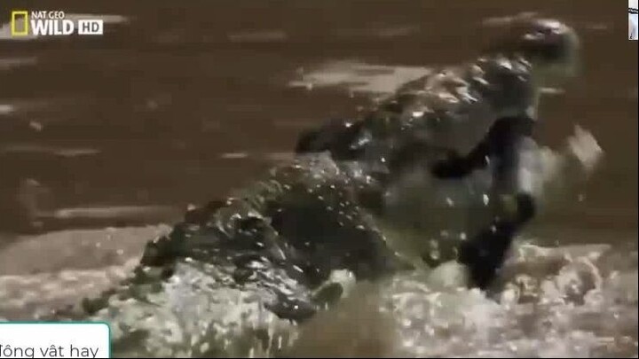 Cá Sấu sát thủ săn mồi máu lạnh - Thế giới động vật - Thuyết minh phần 12