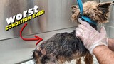 YORKSHIRE TERRIER IN A REALLY BAD CONDITION | GroomingTransformation | Pet | Dog Grooming | The Dog