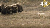 Yellow stone national park Wolf hunting documentary full episode