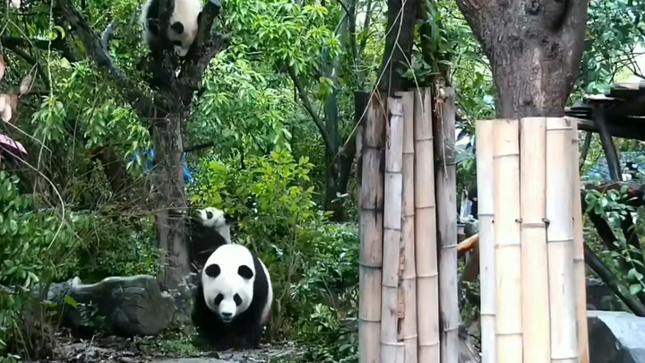 [Hewan]Momen lucu panda saat bersama-sama