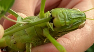 Huge Locust Feeding