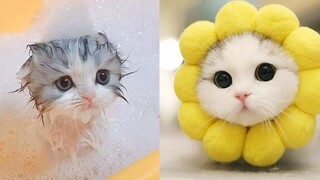 Baby Cats - รวมวิดีโอแมวน่ารักและตลก #9 | Aww สัตว์