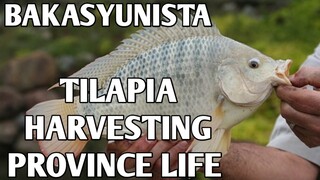 Primitive life ( 12 am Tilapia Harvesting sa gitna ng gubat ?) Soo scary!!