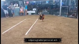 calpara graded peruvian win