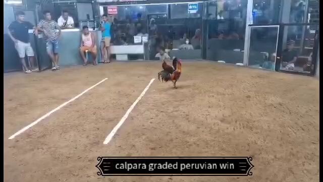 calpara graded peruvian win