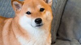 In order to prevent the Shiba Inu from going on hunger strike, the owner threw away the Border Colli