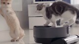 When the kitten first saw the sweeping robot