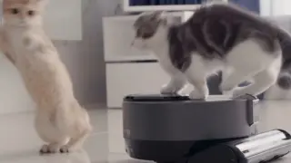 When the kitten first saw the sweeping robot