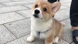 [Động vật]Chó Corgi ba tháng tuổi đi dạo buổi sáng