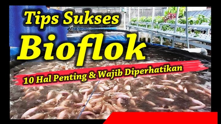 Tips Sukses Bioflok ? Perhatikan 10 Hal Ini Sebelum Memulai Budidaya Ikan Nila Dengan Sistem Bioflok
