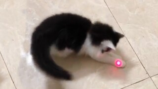 Cat Vs Laser Pointer  - My Funny Mon Cat Chases Laser Pointer