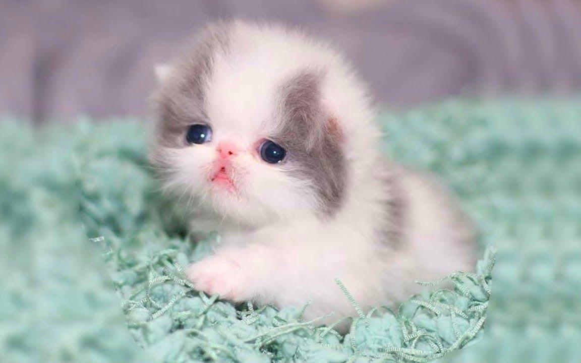 ลูกแมวเปอร์เซียน่ารัก 😍 วิดีโอลูกแมวเปอร์เซีย Aww - Bilibili