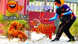 Fake Tiger Balloon Prank Dogs Village Very Funny - Must Watch Funny Video Pranking