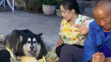 Dog protects my grandparents and helps them working