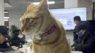 Mèo của công ty chúng tôi sẽ tự mình mở khóa nhiều kỹ năng