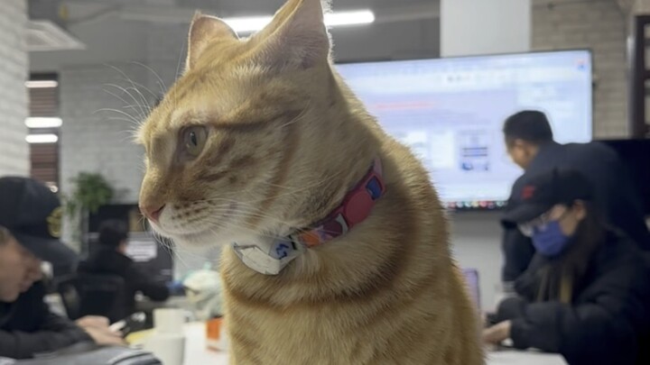Our company cats will unlock many skills on their own