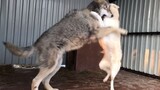My female wolf defends me