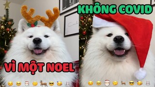 Nhà nhà nôn nao Giáng Sinh - Còn các Boss thì sao? | Pets TV