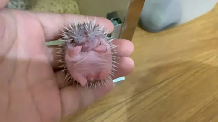 [Hedgehog] Oh my god, that is too cute