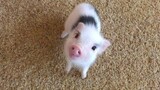 Mini Pig - A Cute Micro Pig Videos Compilation 2016 NEW HD