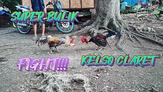 SPAR!     SUPER BULIK STAG VS KELSO CLARET STAG NG KAPITBAHAY!