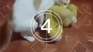 CAT VS TEDDY