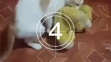CAT VS TEDDY