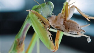 Mantis: No Need For A Mooncake, I Will Eat A Cricket.