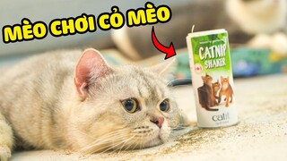 Mèo chơi cỏ mèo sẽ như thế nào?  | The Happy Pets #47