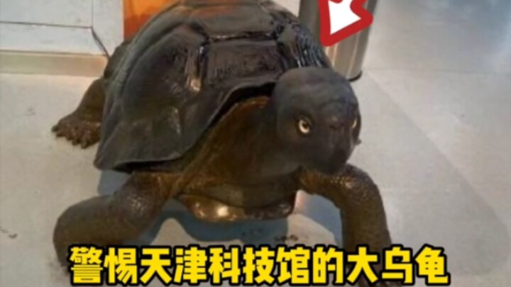 Jangan duduk santai di atas penyu besar di Museum Sains dan Teknologi Tianjin, karena dapat menyebab