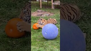 “Feeling spooky, might delete later ”#catsanctuary #rescuecats #catsoftiktok #lions #tiger#Shorts
