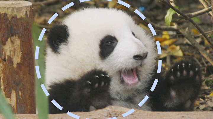 Panda He Hua believes in free love, resists the idea of marriage