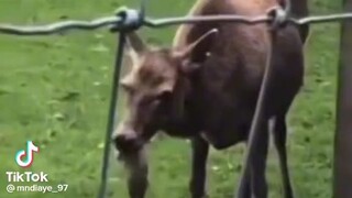 this füçking deer eating a rabbit ☠️