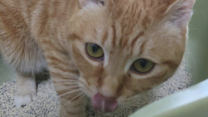 【Tambahan】Bagaimana jika saya memainkan ♿耄耋A梦♿ saat 🐱 sedang dalam kondisi paling rentan?