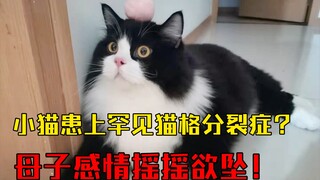 拥有一只晚上黏人，白天打人的小猫咪是什么体验呢？